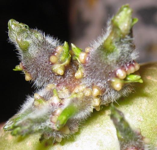 germe de Solanum tuberosum patatum